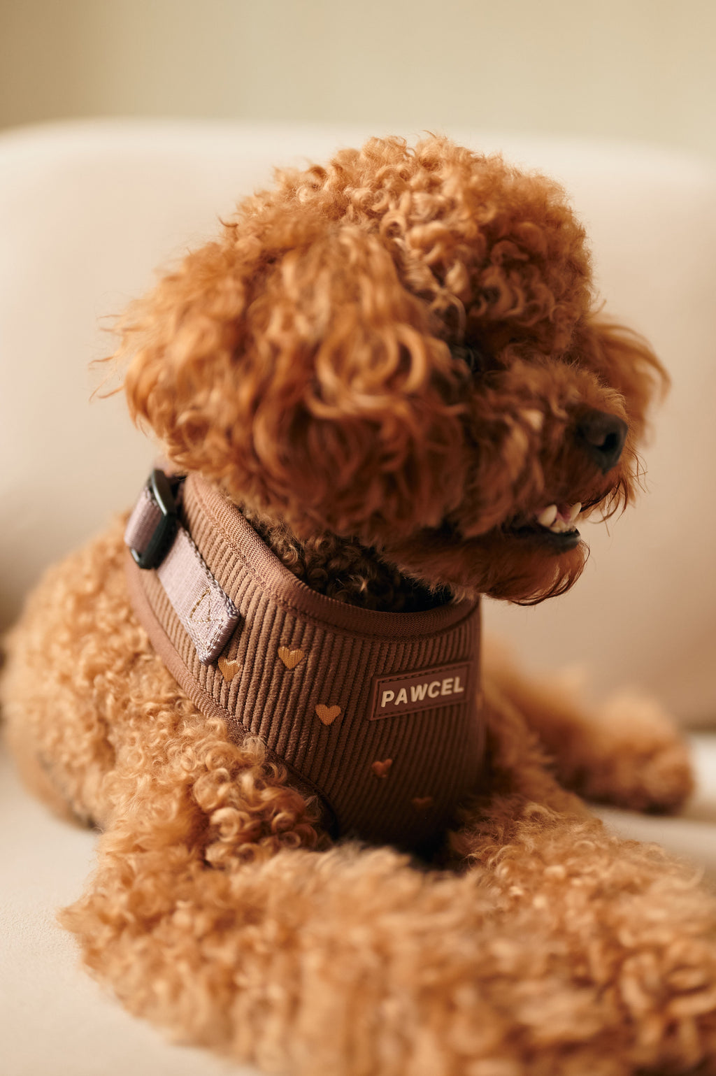 Pies w szelkach PAWCEL brązowy w serduszka